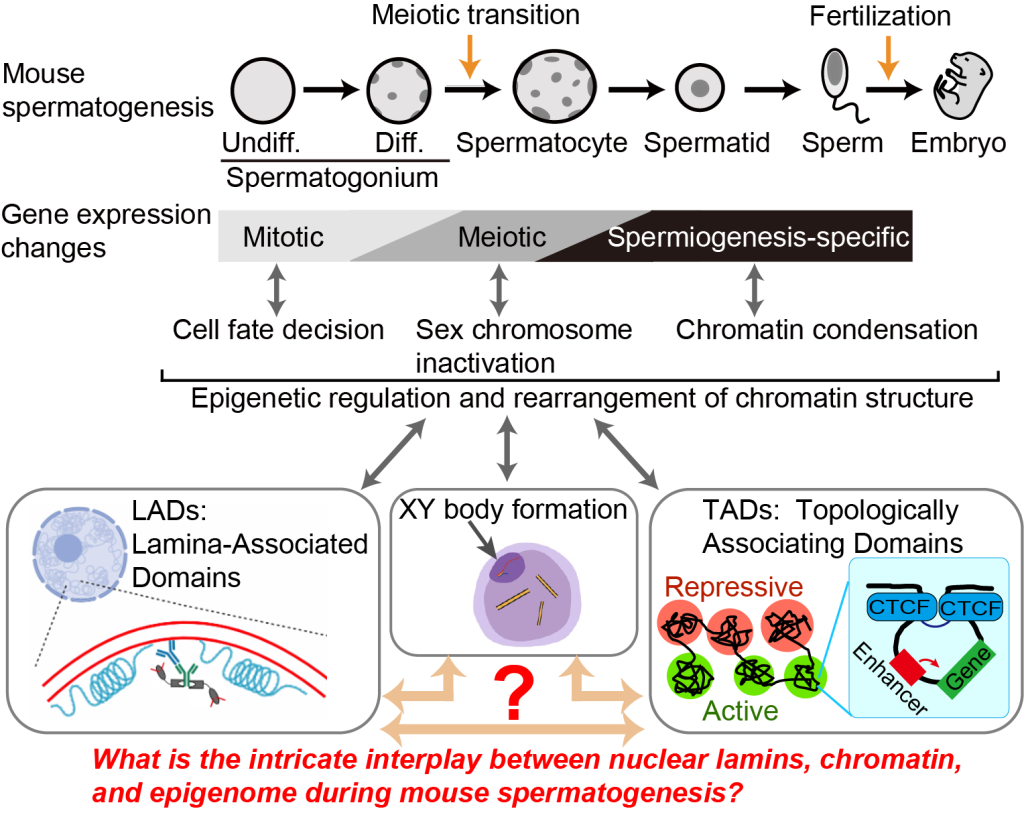 Multimodal Regulation Of Chromatin Structure During Mouse